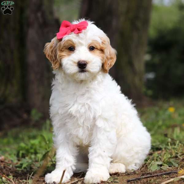 Bailey, Mini Bernedoodle Puppy